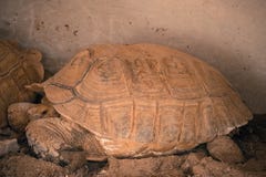 Tortuga de Sulcata en el parque zool?gico imágenes de archivo libres de regalías Tortuga de Sulcata en el parque zool?gico imágenes de archivo libres de regalías