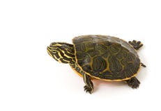 Tortuga del bebé imágenes de archivo libres de regalías Tortuga del bebé imágenes de archivo libres de regalías