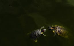 Tortuga en una charca con los pescados imágenes de archivo libres de regalías Tortuga en una charca con los pescados imágenes de archivo libres de regalías