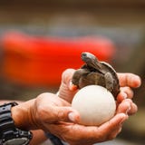 TORTUGA GIGANTE DE LAS ISLAS GAL3APAGOS Imágenes de archivo libres de regalías TORTUGA GIGANTE DE LAS ISLAS GAL3APAGOS Imágenes de archivo libres de regalías