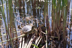 Tortuga que se sienta en un lado del lago fotografía de archivo libre de regalías Tortuga que se sienta en un lado del lago fotografía de archivo libre de regalías