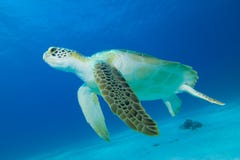 Tortuga verde Tortuga verde