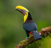 Toucan Royalty Free Stock Images