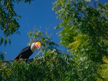 Toucan στο Pantanal στη Βραζιλία στοκ φωτογραφίες Toucan στο Pantanal στη Βραζιλία στοκ φωτογραφίες