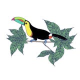 Toucan стоя на дереве бесплатная иллюстрация Toucan стоя на дереве бесплатная иллюстрация