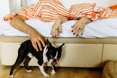 Touching dog at home stock image Touching dog at home stock image
