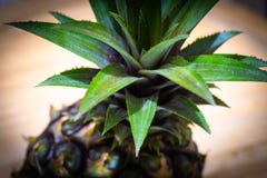 Tough spiky leaves of a pineapple royalty free stock photos Tough spiky leaves of a pineapple royalty free stock photos