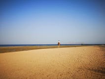 Tour Summer Egypt royalty free stock photography Tour Summer Egypt royalty free stock photography