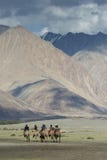 Tourist doing camel ridesin Hunder dunes of Nubra Valley stock photography Tourist doing camel ridesin Hunder dunes of Nubra Valley stock photography