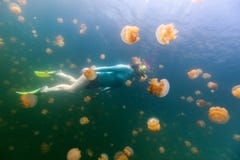 Tourist snorkeling in Jellyfish Lake Stock Photo Tourist snorkeling in Jellyfish Lake Stock Photo
