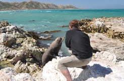 Tourist Taking Photo Of A Young Curious Seal Stock Image
