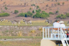 Tourist watching herd of zebras grazing in the bush. Boat cruise and wildlife safari on Chobe River, Namibia Botswana border, Afri royalty free stock photography Tourist watching herd of zebras grazing in the bush. Boat cruise and wildlife safari on Chobe River, Namibia Botswana border, Afri royalty free stock photography