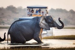 Touriste observant un éléphant traverser une rivière en parc national de Chobe au Botswana, Afrique Photo libre de droits Touriste observant un éléphant traverser une rivière en parc national de Chobe au Botswana, Afrique Photo libre de droits