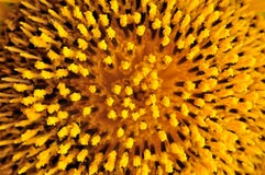 tournesol photographie stock libre de droits tournesol photographie stock libre de droits
