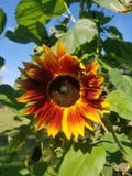 Tournesol avec de belles couleurs image libre de droits Tournesol avec de belles couleurs image libre de droits