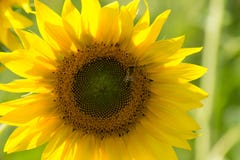 Tournesol avec une abeille photos stock Tournesol avec une abeille photos stock