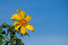 Tournesol de Maxican contre le ciel bleu clair photos libres de droits Tournesol de Maxican contre le ciel bleu clair photos libres de droits