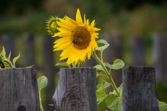 Tournesol et fronti?re de s?curit? photos libres de droits Tournesol et fronti?re de s?curit? photos libres de droits