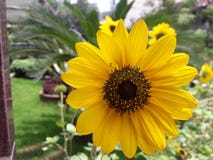 Tournesol le tournesol vibrant et fort est identifié dans le monde entier pour sa beauté images stock Tournesol le tournesol vibrant et fort est identifié dans le monde entier pour sa beauté images stock