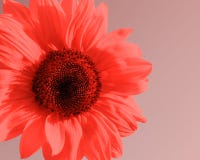 Tournesol texturisé simple en couleurs de corail vivant image stock Tournesol texturisé simple en couleurs de corail vivant image stock