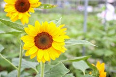 Tournesol à la maison verte organique Serre chaude cultivant la technologie végétale organique d'agriculture image libre de droits Tournesol à la maison verte organique Serre chaude cultivant la technologie végétale organique d'agriculture image libre de droits