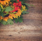 Tournesols avec les feuilles vertes images libres de droits Tournesols avec les feuilles vertes images libres de droits