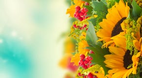 Tournesols avec les feuilles vertes Photo stock Tournesols avec les feuilles vertes Photo stock