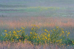 Tournesols et prairie grande colorée d'herbe photo libre de droits Tournesols et prairie grande colorée d'herbe photo libre de droits