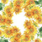 Tournesols Illustration peinte à la main d'aquarelle Fond illustration stock Tournesols Illustration peinte à la main d'aquarelle Fond illustration stock