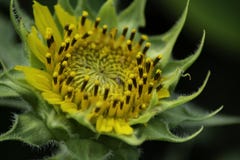 Tournesols qui fleurissent pendant l'?t? photographie stock libre de droits Tournesols qui fleurissent pendant l'?t? photographie stock libre de droits