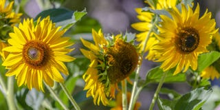 Tournesols vibrants fleurissant à la lumière du soleil photos libres de droits Tournesols vibrants fleurissant à la lumière du soleil photos libres de droits