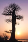 A towering tree in the sunset royalty free stock photo A towering tree in the sunset royalty free stock photo