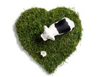 Toy Cow And Daisy Flower On Heart-shaped Lawn Stock Photo