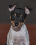 Toy Fox Terrier Puppy Portrait femminile fotografia stock libera da diritti Toy Fox Terrier Puppy Portrait femminile fotografia stock libera da diritti