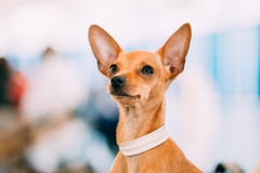 Toy Terrier Puppy Dog Close Up Portrait Royalty Free Stock Images