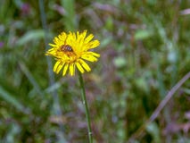 Trabajador de la abeja de la miel que recoge el polen de un diente de león fotografía de archivo libre de regalías Trabajador de la abeja de la miel que recoge el polen de un diente de león fotografía de archivo libre de regalías