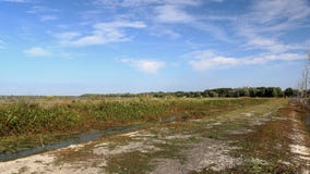 Traccia attraverso una poltiglia con gli alberi immagine stock libera da diritti Traccia attraverso una poltiglia con gli alberi immagine stock libera da diritti
