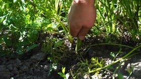 Tracción de una zanahoria larga Tracción de una zanahoria larga