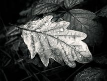 Traces of past glory. Royalty Free Stock Photos Traces of past glory. Royalty Free Stock Photos