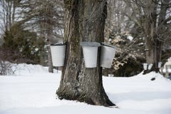 Traditional Buckets Collect Sap From Maple Tree in Early Spring stock images Traditional Buckets Collect Sap From Maple Tree in Early Spring stock images