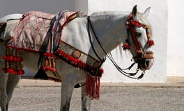 Traditioneel uitgerust Spaans paard in $ce-andalusisch stad stock afbeeldingen Traditioneel uitgerust Spaans paard in $ce-andalusisch stad stock afbeeldingen