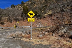 Traffic sign warning of cattle on the road Royalty Free Stock Images Traffic sign warning of cattle on the road Royalty Free Stock Images