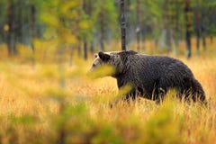 Tragen Sie versteckt in den Herbstbäumen Wald des orange Rotes mit Bären Schöner Braunbär, der um See mit Fallfarben geht Gefährl lizenzfreie stockfotos Tragen Sie versteckt in den Herbstbäumen Wald des orange Rotes mit Bären Schöner Braunbär, der um See mit Fallfarben geht Gefährl lizenzfreie stockfotos