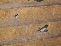 Tragos de los pájaros en la jerarquía Imagen de archivo libre de regalías Tragos de los pájaros en la jerarquía Imagen de archivo libre de regalías