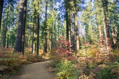 Trail through a forest painted in fall colors, Calaveras Big Trees State Park, California stock photography Trail through a forest painted in fall colors, Calaveras Big Trees State Park, California stock photography