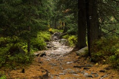 Trail in the forest. Tatransky narodny park. Vysoke Tatry. Slovakia. royalty free stock photography Trail in the forest. Tatransky narodny park. Vysoke Tatry. Slovakia. royalty free stock photography