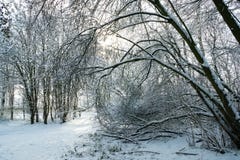 Trail through the snowy woodland royalty free stock photo Trail through the snowy woodland royalty free stock photo