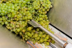 Traitement de raisin blanc dans un broyeur en acier pour la production vinicole photos libres de droits Traitement de raisin blanc dans un broyeur en acier pour la production vinicole photos libres de droits