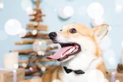 Traje vestindo do Natal do cão do Corgi de Galês Ano do conceito do cão fotos de stock Traje vestindo do Natal do cão do Corgi de Galês Ano do conceito do cão fotos de stock