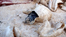 Trama de la tortuga de mar del bebé Trama de la tortuga de mar del bebé